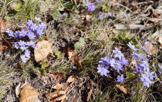 Foto: Frühlingsblumen beim Appartement Haus Ihrer Ferienwohnung im Urlaub mit Hund in Söll Wilder Kaiser Tirol Österreich.