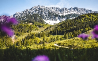 Photo: Wilder Kaiser at the apartment house of your vacation apartment during your last minute vacation with dog in Söll Tyrol Austria.
